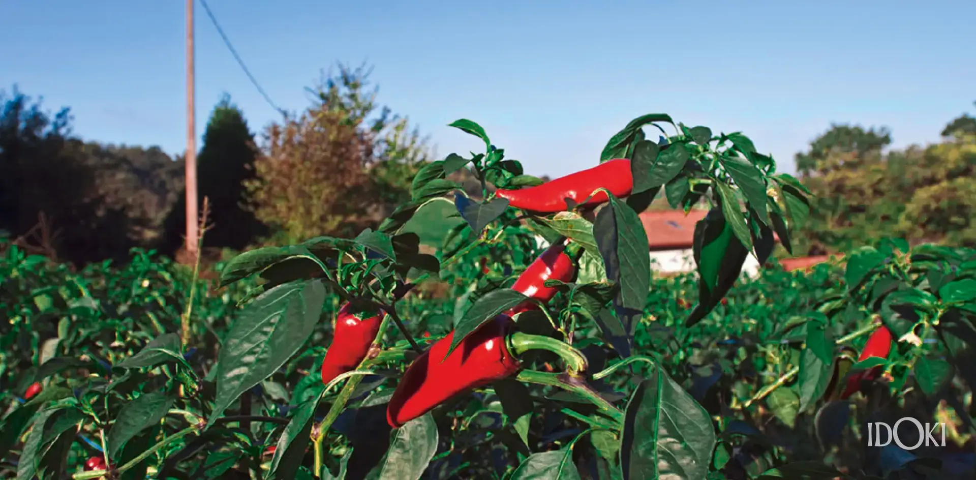 piment d'espelette Pflanze
