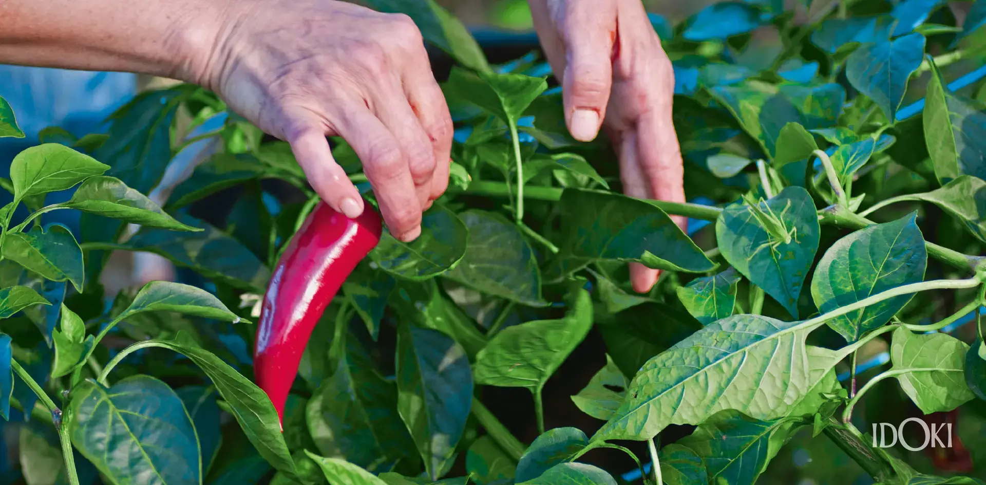 Zwei Hände ernten eine Chilipflanze, in der rechten Hand ist eine Chili zu sehen.